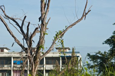 şehirde kuru ağaç.