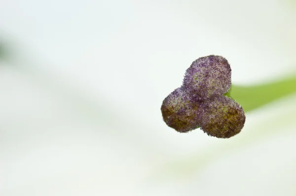 Close-up of the pollen of a white lilly — Stock Photo, Image