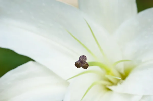 Close-up of the pollen of a white lilly — Stock Photo, Image