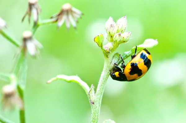 Yeşil yaprakta uğur böceği — Stok fotoğraf