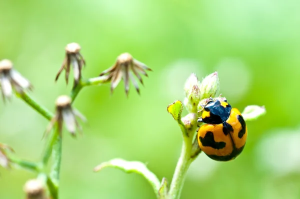 Yeşil yaprakta uğur böceği — Stok fotoğraf
