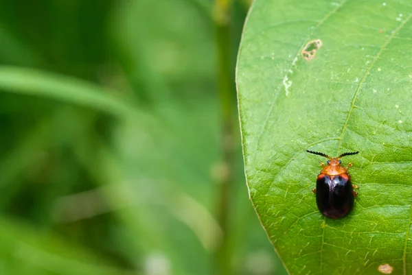 Lieveheersbeestje op groen blad — Stockfoto