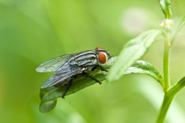 doğada fly. Makro