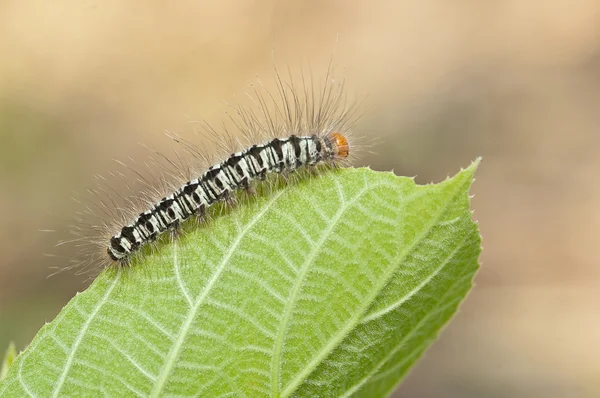 Caterpillar on green leaf, macro — Stock Photo, Image