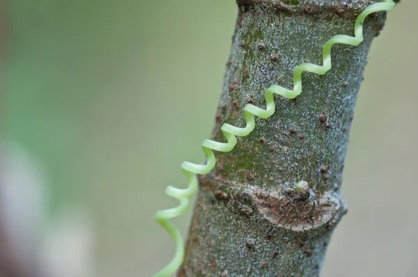 Tendril en espiral de Ivy Gourd — Foto de Stock