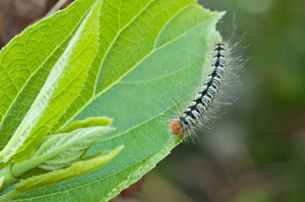 Caterpillar on green leaf, macro — Stock Photo, Image