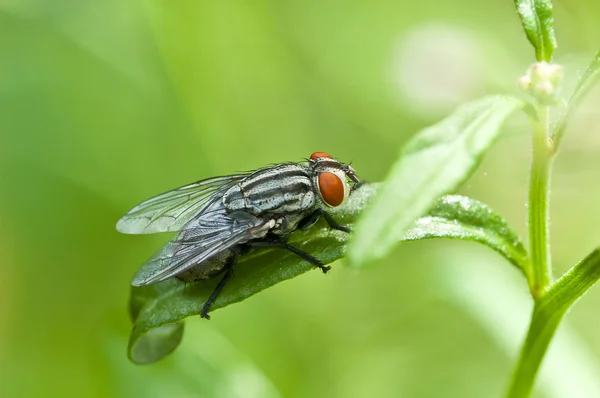 Voar na natureza. macro — Fotografia de Stock