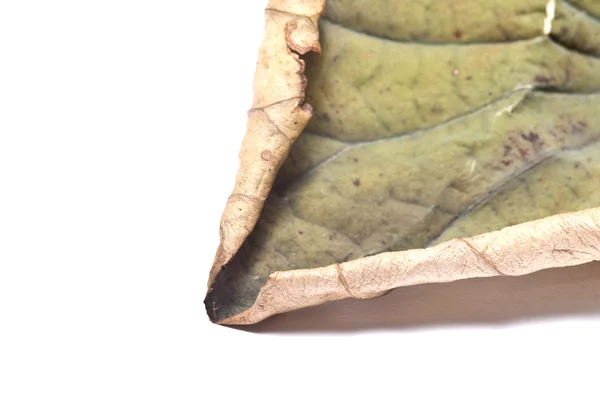 Dry lotus leaf on white background — Stock Photo, Image