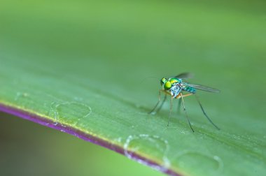 Dolichopodidae yaprak üzerinde 