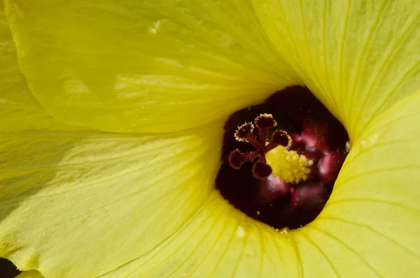Zbliżenie żółty kwiat purpurowy pyłek — Zdjęcie stockowe