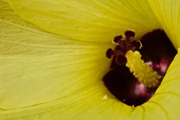 Primer plano de la flor amarilla polen púrpura — Foto de Stock