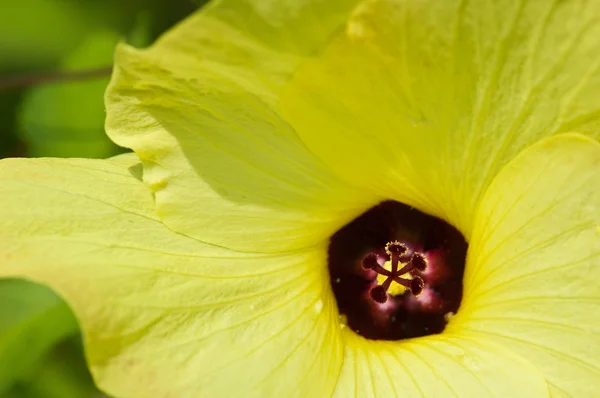 Close-up de pólen púrpura flor amarela — Fotografia de Stock