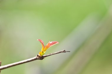 Bırak-tomurcukları ortaya koymak