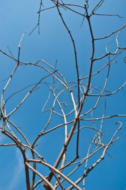 Mavi gökyüzü üzerinde kuru dal