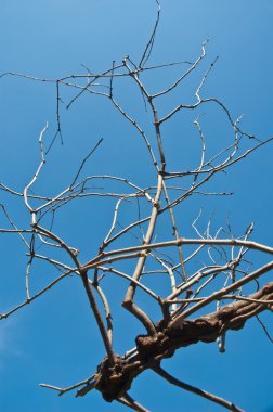 Mavi gökyüzü üzerinde kuru dal