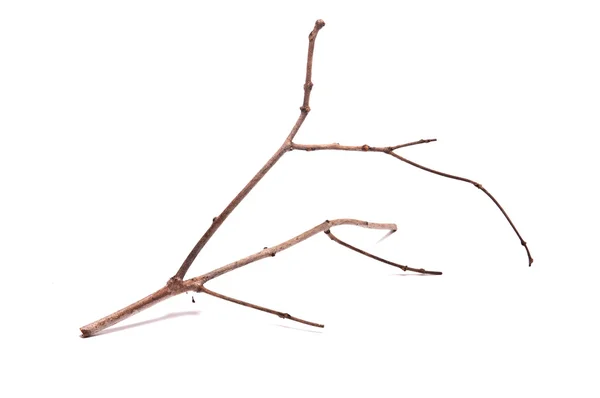 Dry branch on white background — Stock Photo, Image