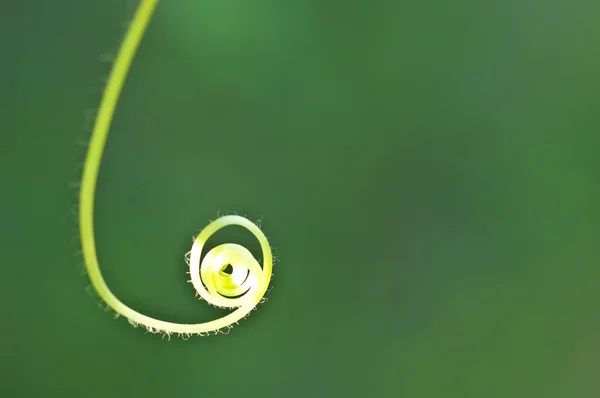 Hoja de vid — Foto de Stock