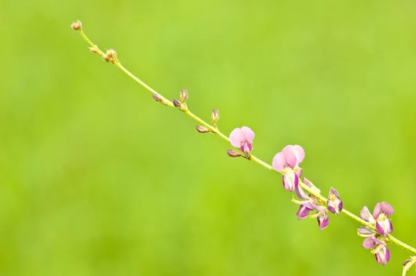 Piccolo fiore viola su sfondo verde — Foto Stock