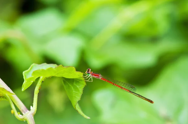 Dragonfly на лист — стокове фото