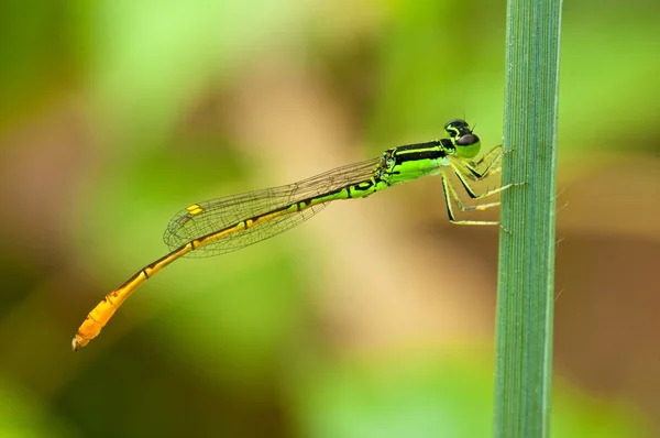 Dragonfly op blad — Stockfoto