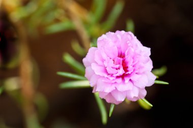 portulaca Pembe çiçek 