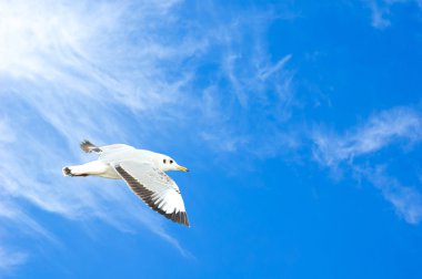 Bulutlar ile gökyüzünde uçan martı