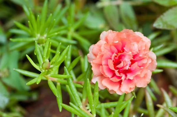 Fiore di Portulaca — Foto Stock