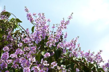 Lagerstroemia çiçeklenme 