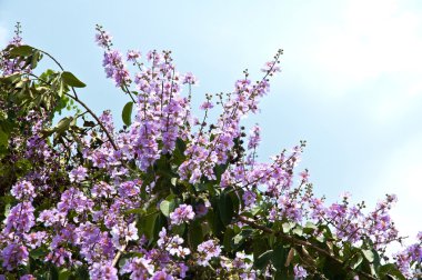 Lagerstroemia Blooming  clipart