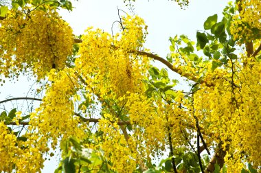 Ağaç üzerinde altın duş (Cassia fistül)
