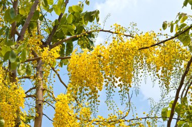 Ağaç üzerinde altın duş (Cassia fistül)