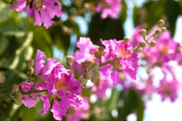 Lagerstroemia kwitnący — Zdjęcie stockowe