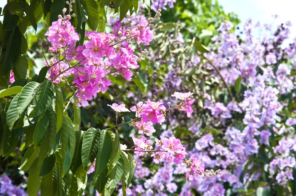 Lagerstroemia çiçeklenme 