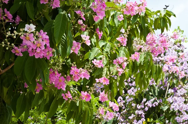 Lagerstroemia kwitnący — Zdjęcie stockowe