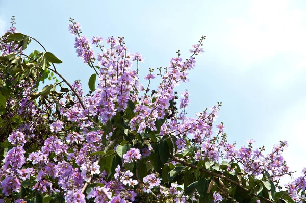 Lagerstroemia çiçeklenme — Stok fotoğraf