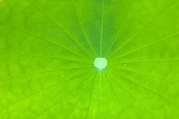 Close up lotus leaf — Stock Photo, Image