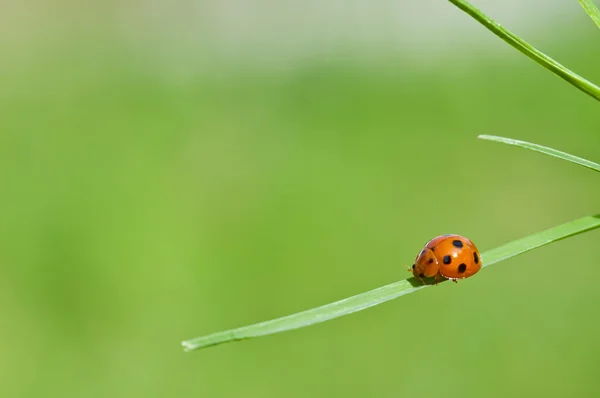 Yeşil yapraklı uğur böceği — Stok fotoğraf