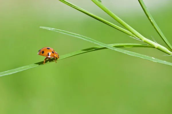 Yeşil yapraklı uğur böceği — Stok fotoğraf