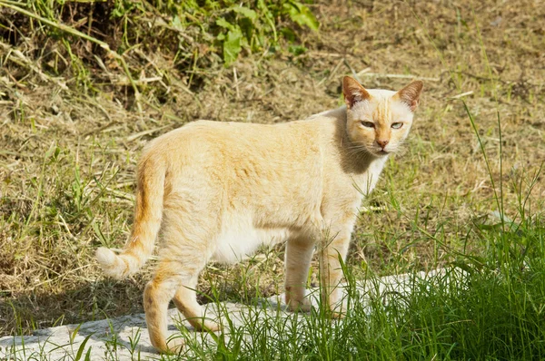 Gato tailandês — Fotografia de Stock
