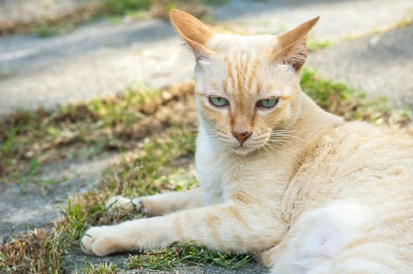 Thai gato sentado — Fotografia de Stock