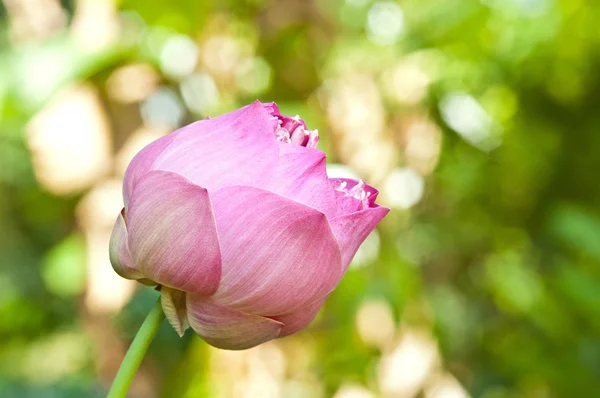 Lotus blomst på bokhe baggrund - Stock-foto