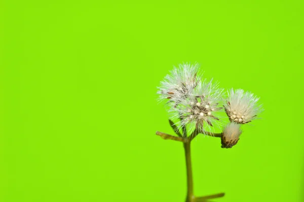 Close up van pluizig gras bloemzaden — Stockfoto