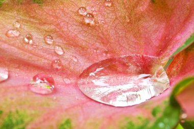 makro çekim su damlası caladium bicolor üzerinde