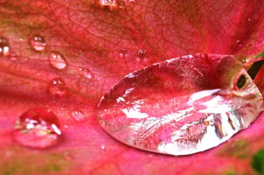 makro çekim su damlası caladium bicolor üzerinde