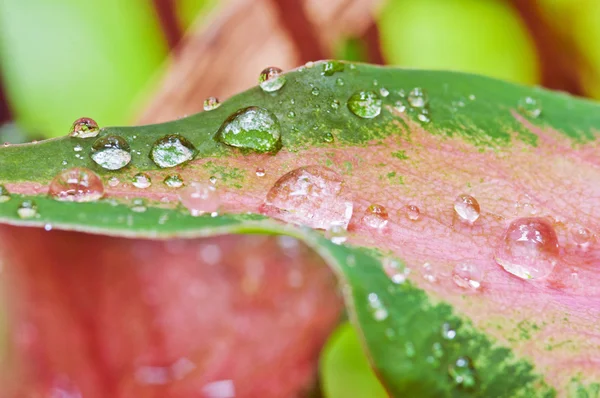 Macro shot goutte d'eau sur caladium bicolore — Photo