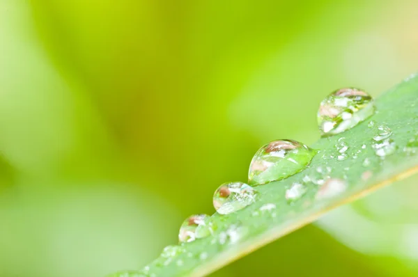 Gocce d'acqua sulla foglia verde — Foto Stock