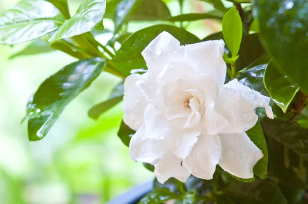 Arabischer Jasmin (Jasminum sambac) Blume auf Baum — Stockfoto