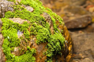 seçici odak moss taş akışı