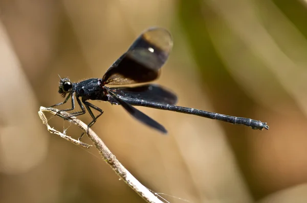 Libélula Negra — Fotografia de Stock