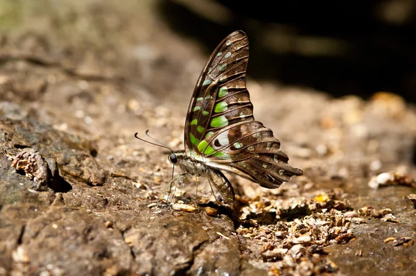 Eichelhäher-Schmetterling. (Graphium agamemnon) — Stockfoto